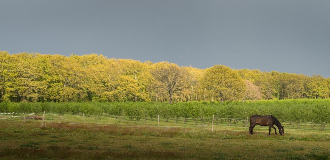 Agriturismo Il Poggio Vetralla Ngoại thất bức ảnh